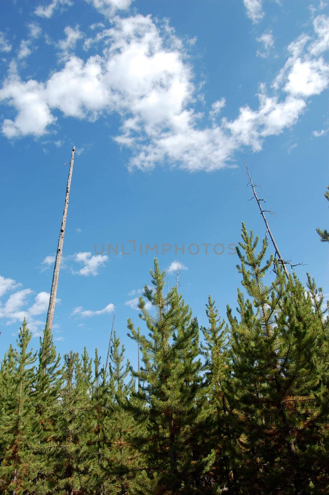 New trees growing into two old trees after a fire at Yellowstone National park