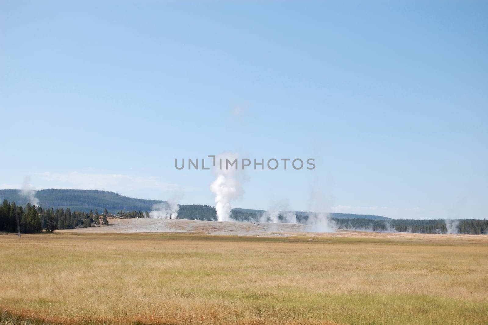 Yellowstone landscape showing many geysers beyond prairie, forest in the background