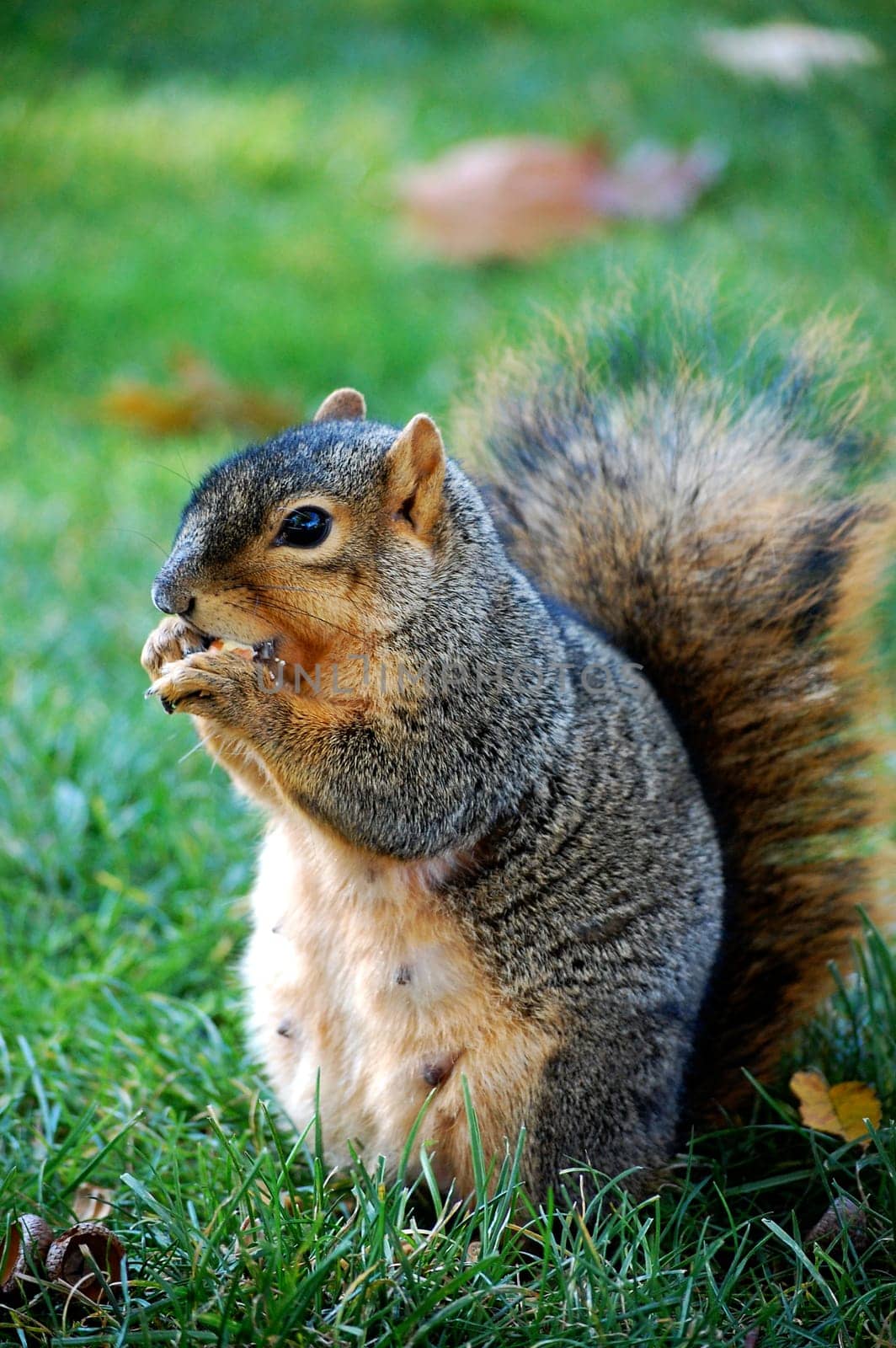 squirrel eating nut - vertical facing left