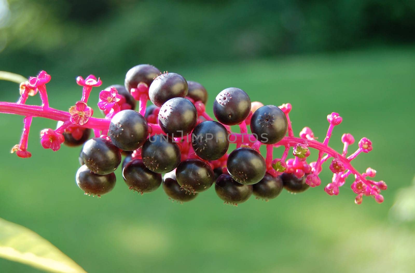Phytolacca pokeweed berries garden background