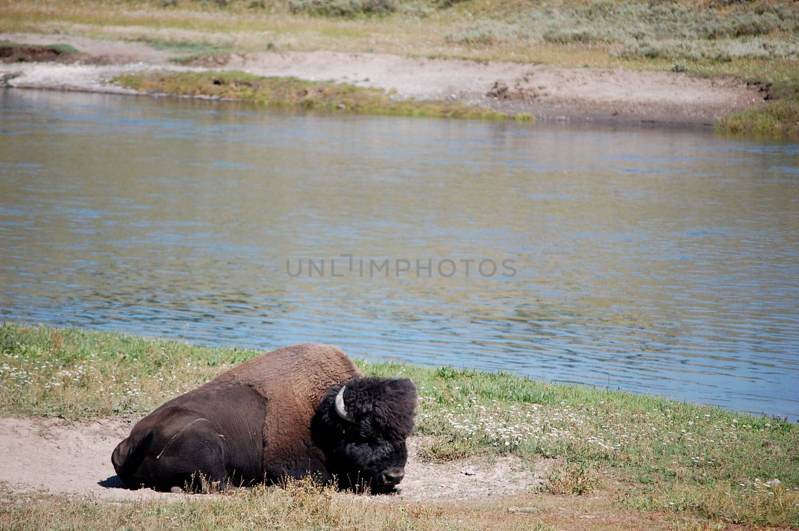 Yellowstone National Park river scene, bison sitting on sandbath
