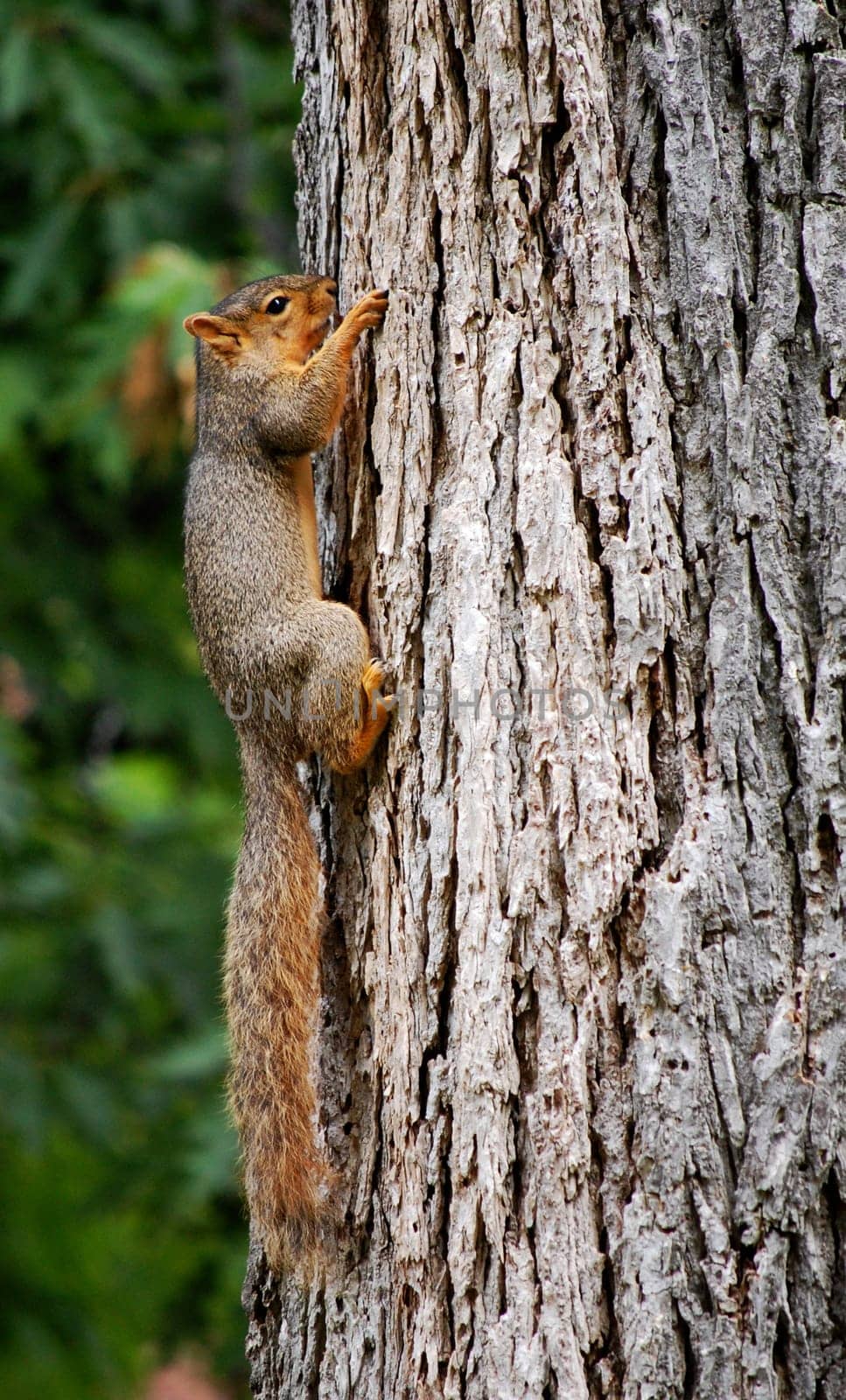squirrel hanging on to tree