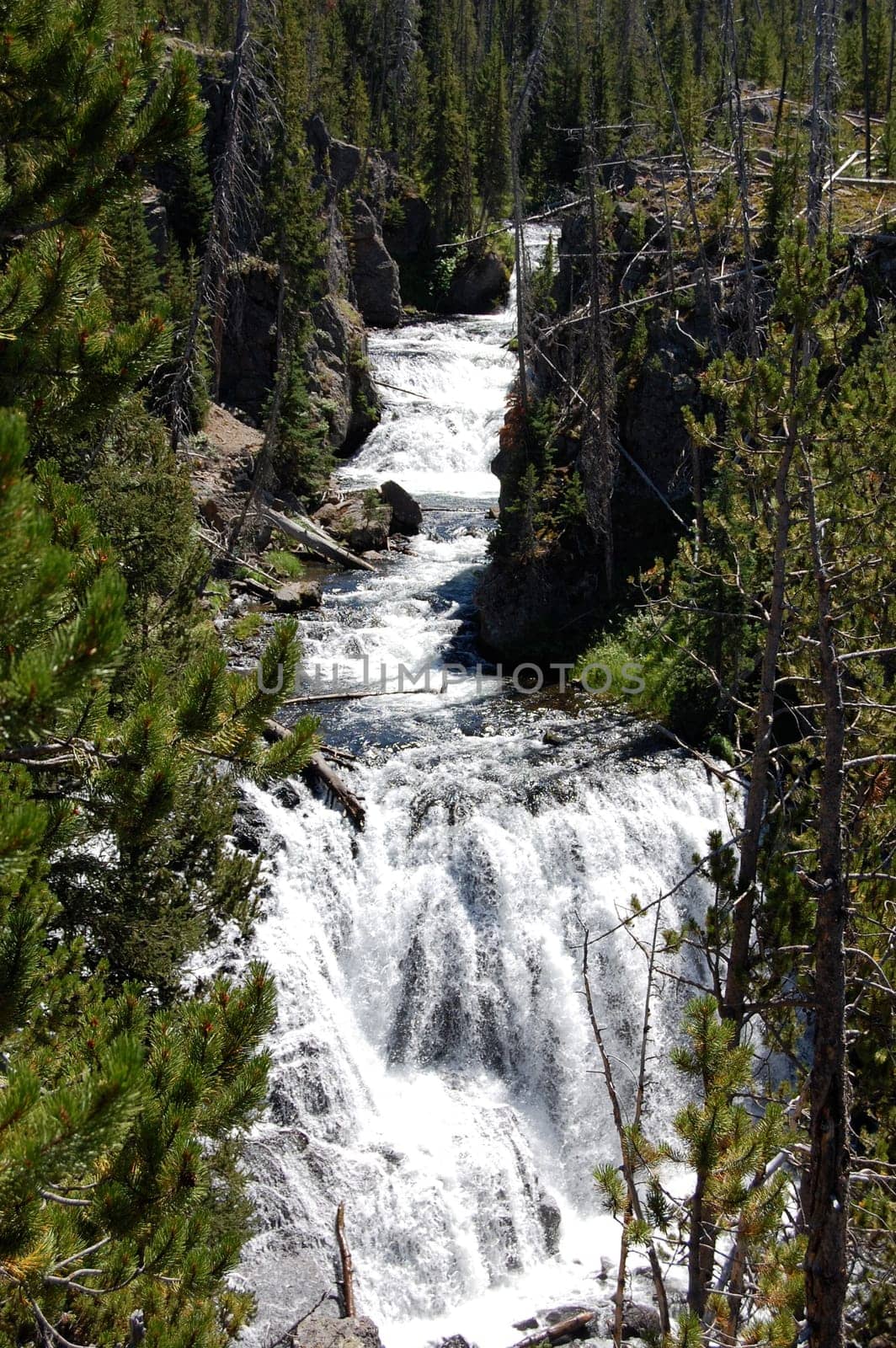 Yellowstone waterfall framed by trees