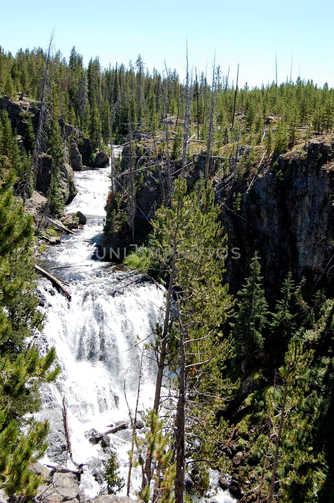 Yellowstone waterfall framed by trees