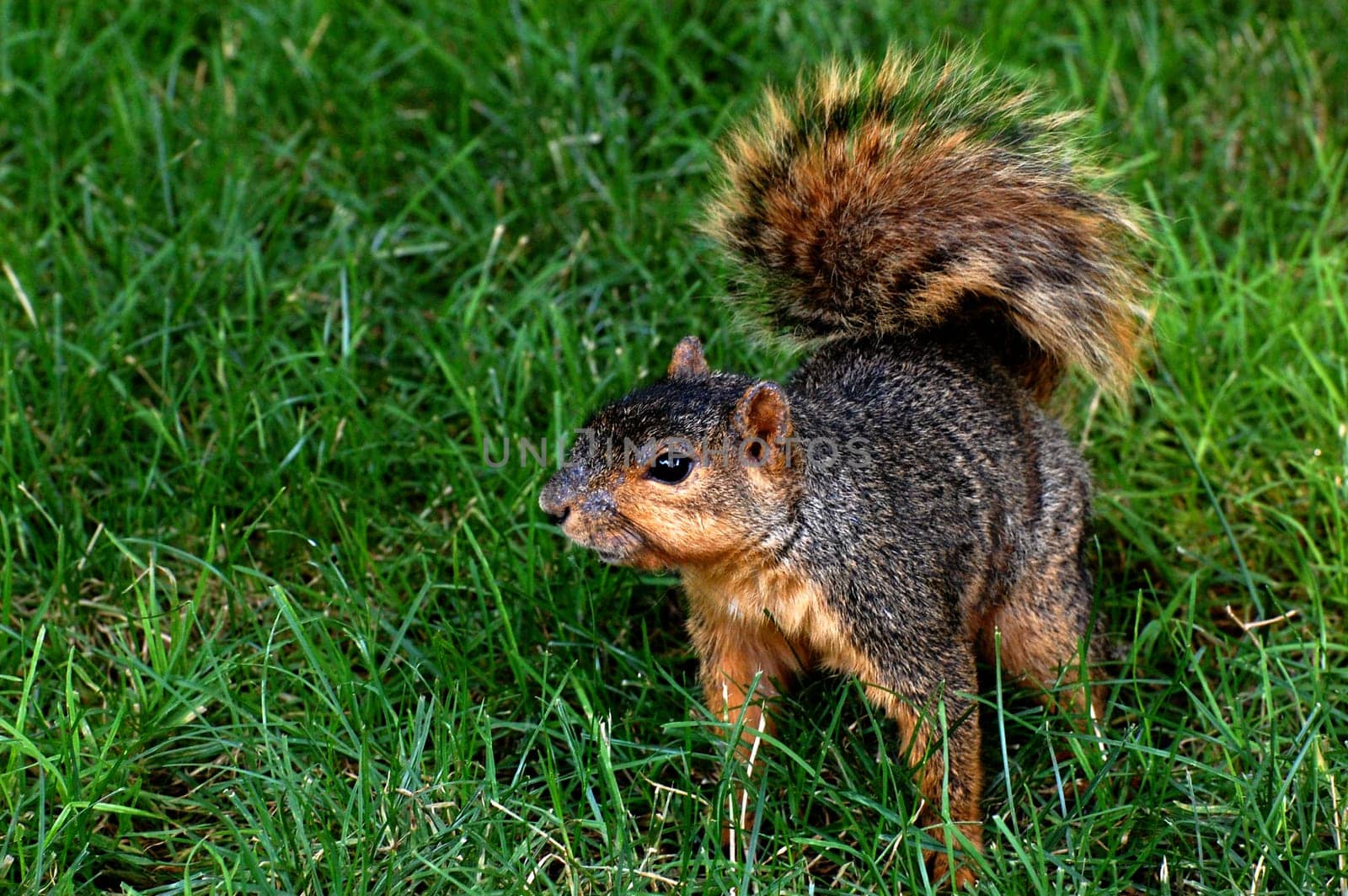 Squirrel squatting on grass, looking afar, horizontal
