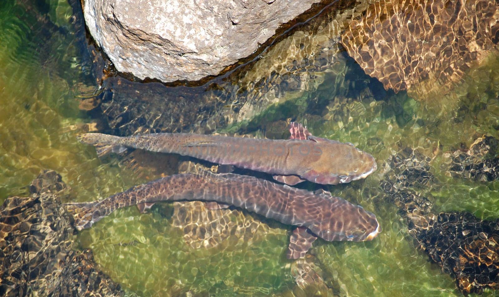 Two spawning salmon taking a break from their migration, behind a rock.