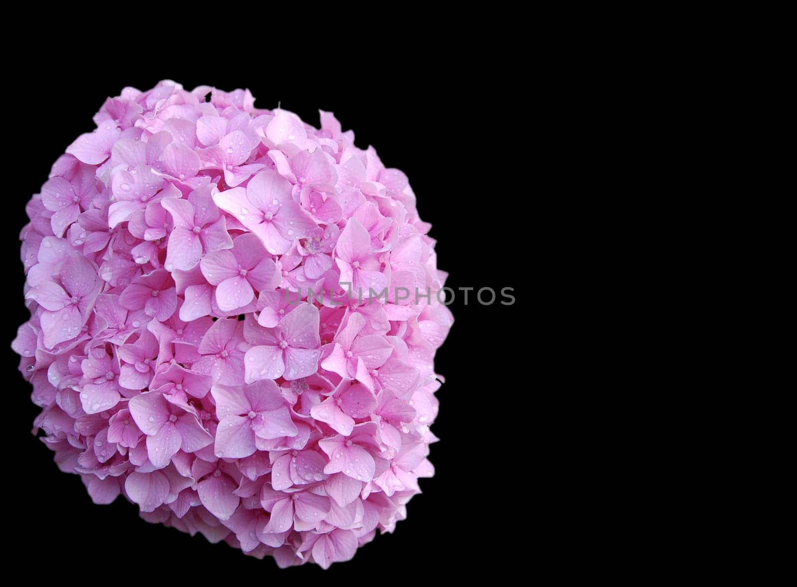 Pink hydrangea bloom isolated on black
