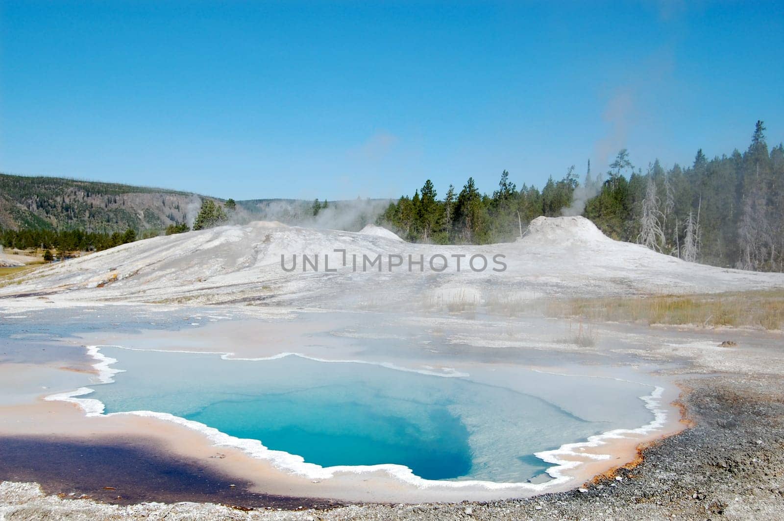 Yellowstone National Park Heart Spring with trees in background