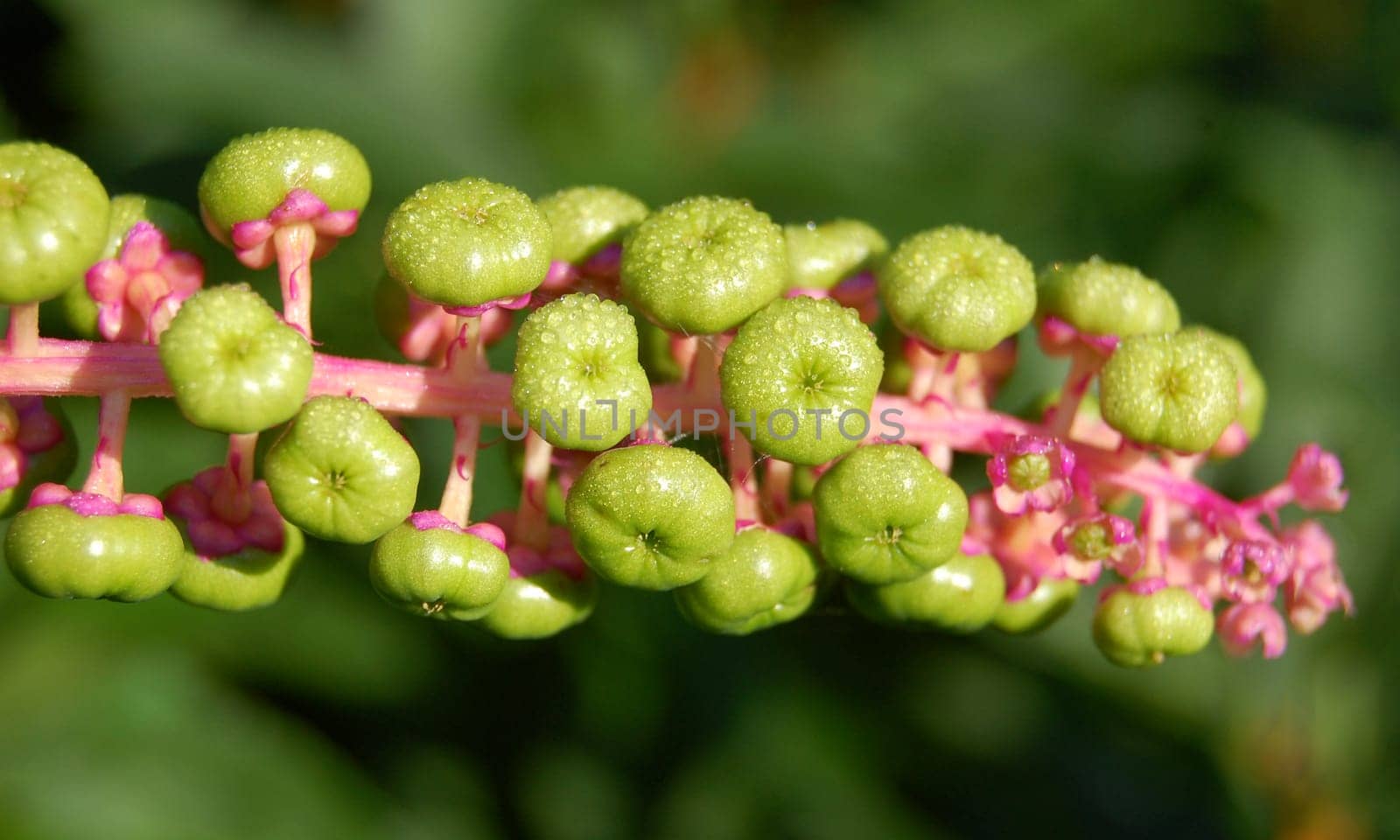Phytolacca pokeweed with garden background