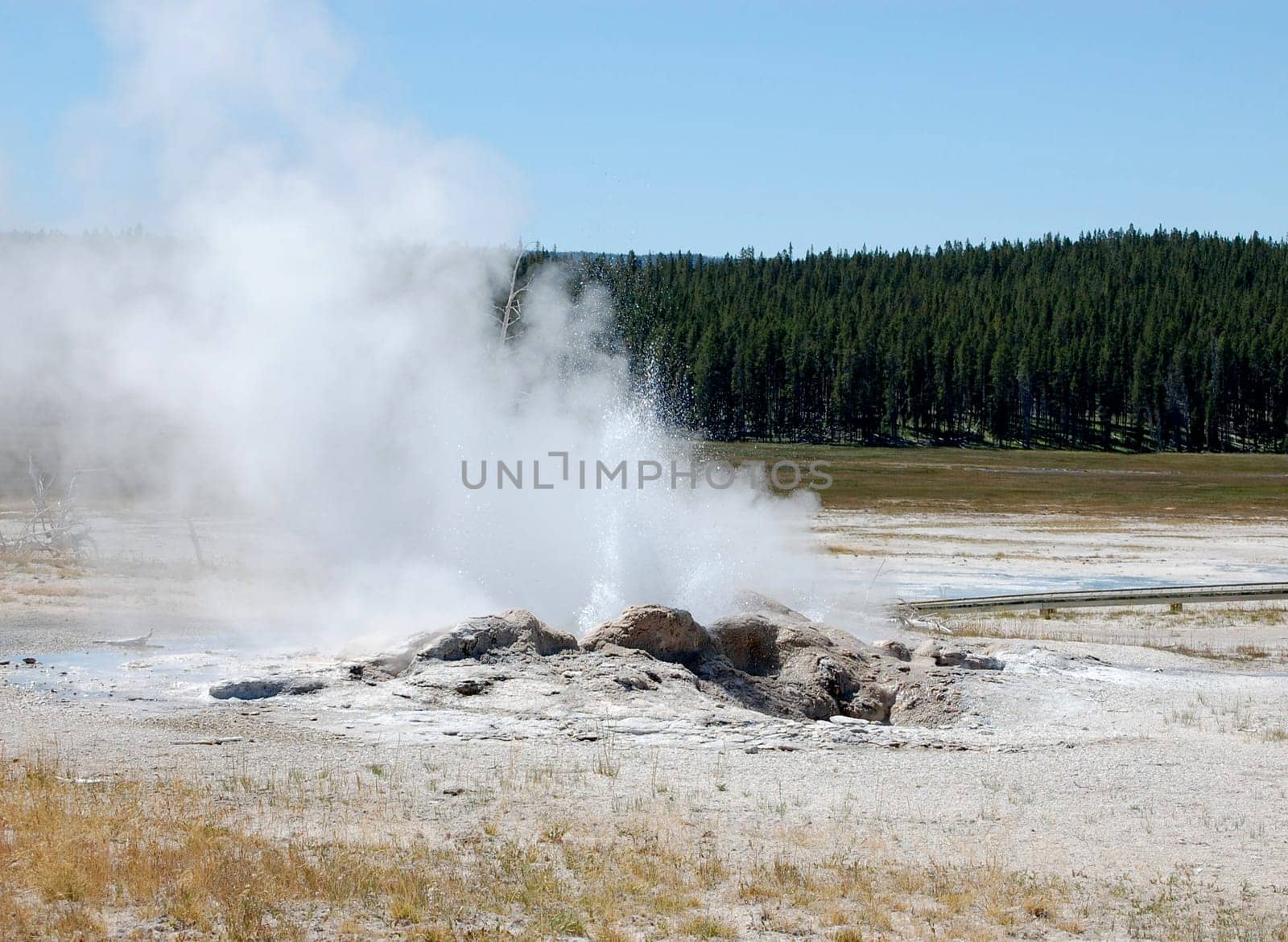 Yellowstone - Hot spring erupting with forest in background