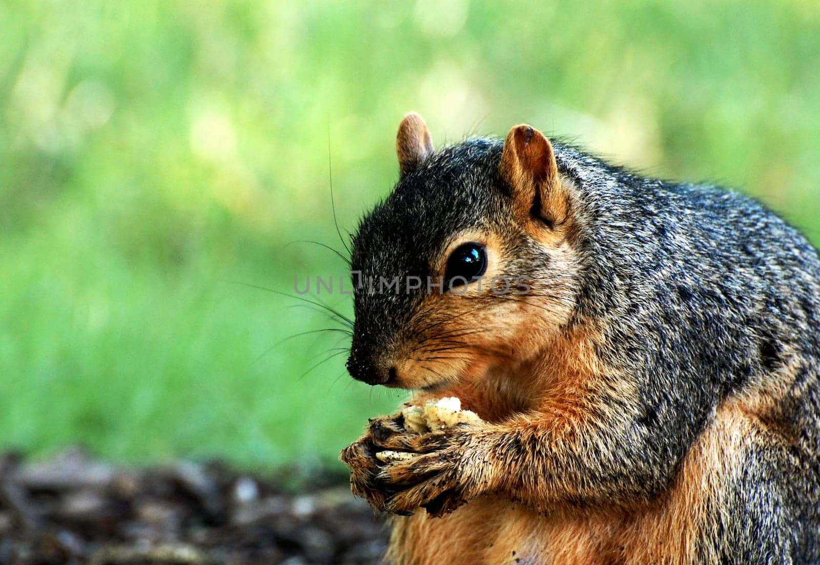 Squirrel eating nut, close-up, with grass in background, horizontal