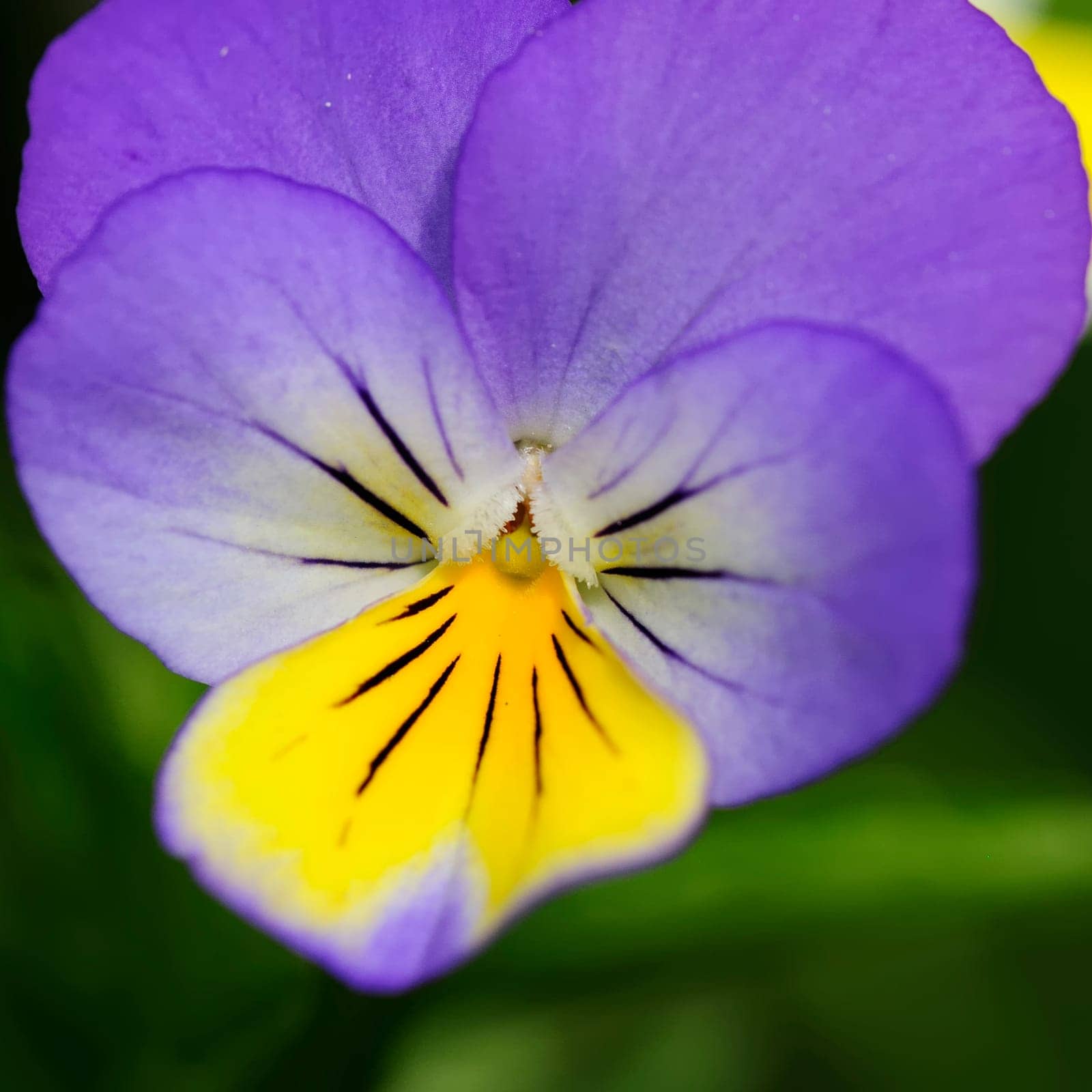 Field violet