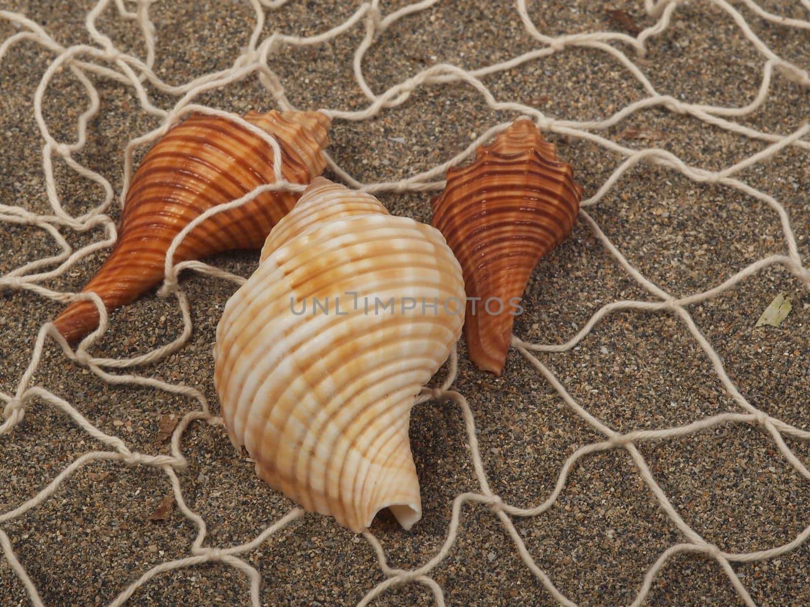 shell and net on the sand beach