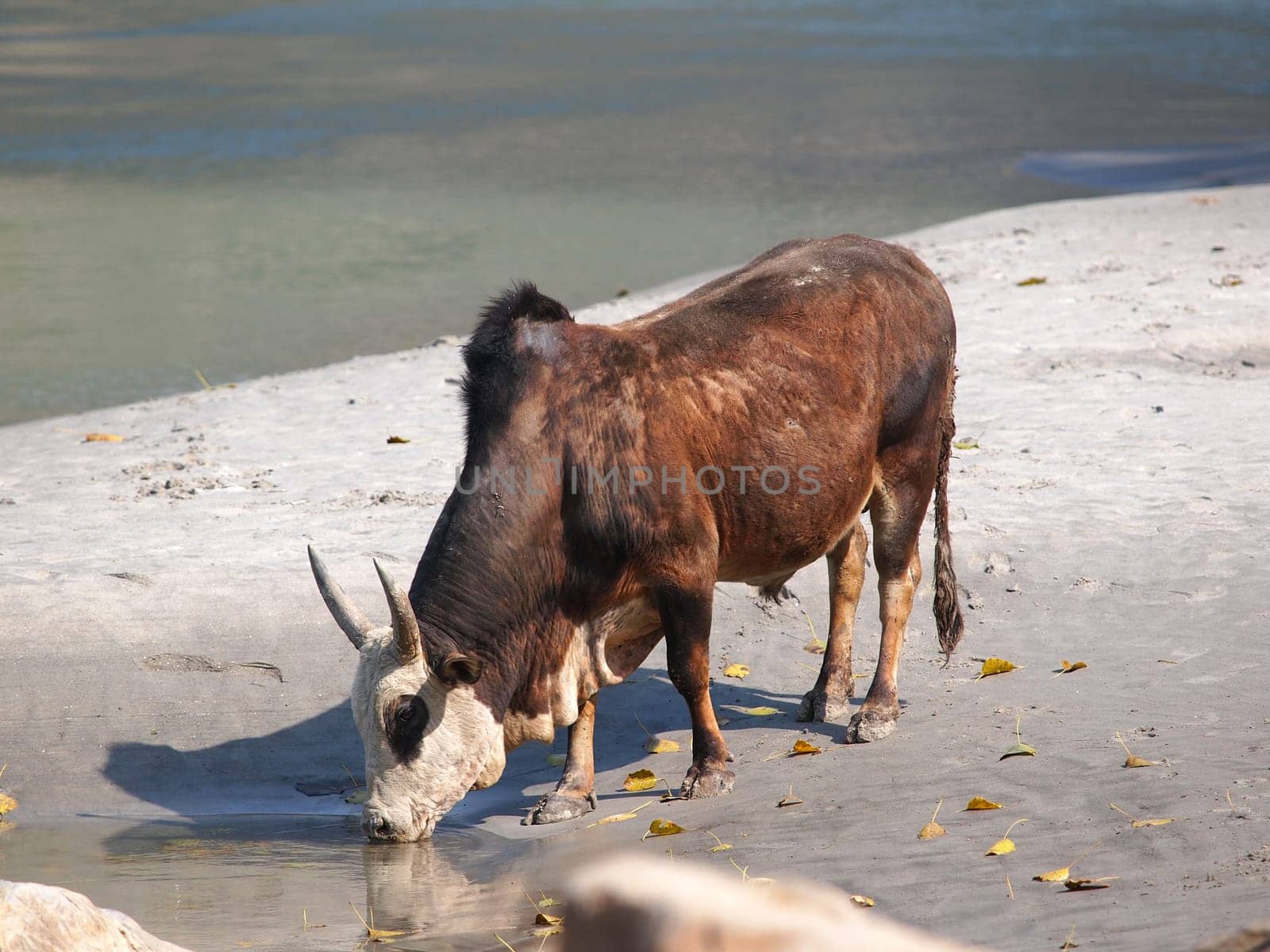 holy cow drinking water on the banks of the ganges river