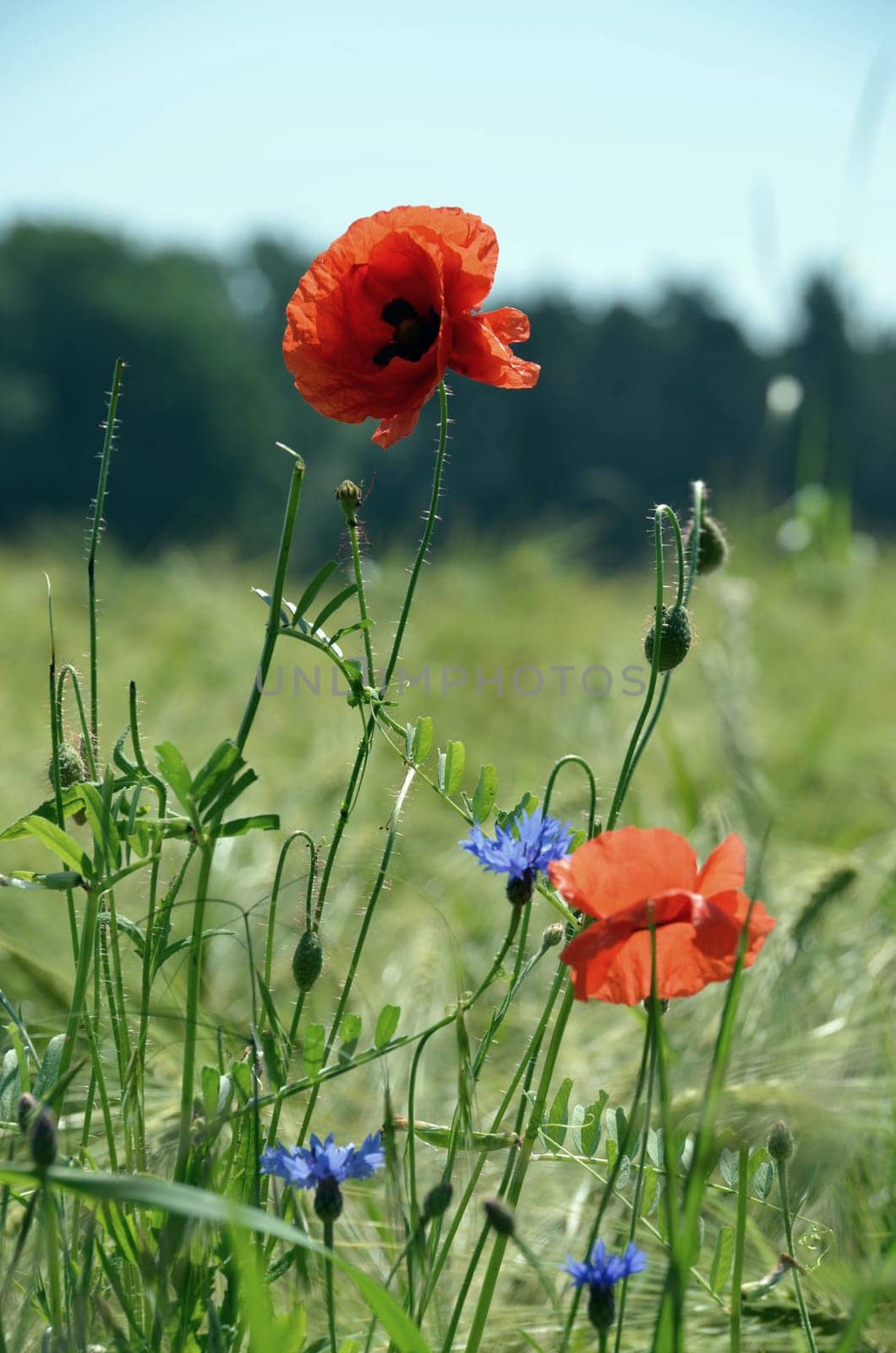 Pretty summer bloomers
