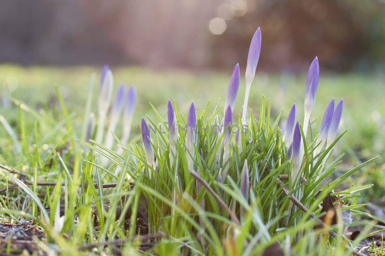 herald of spring