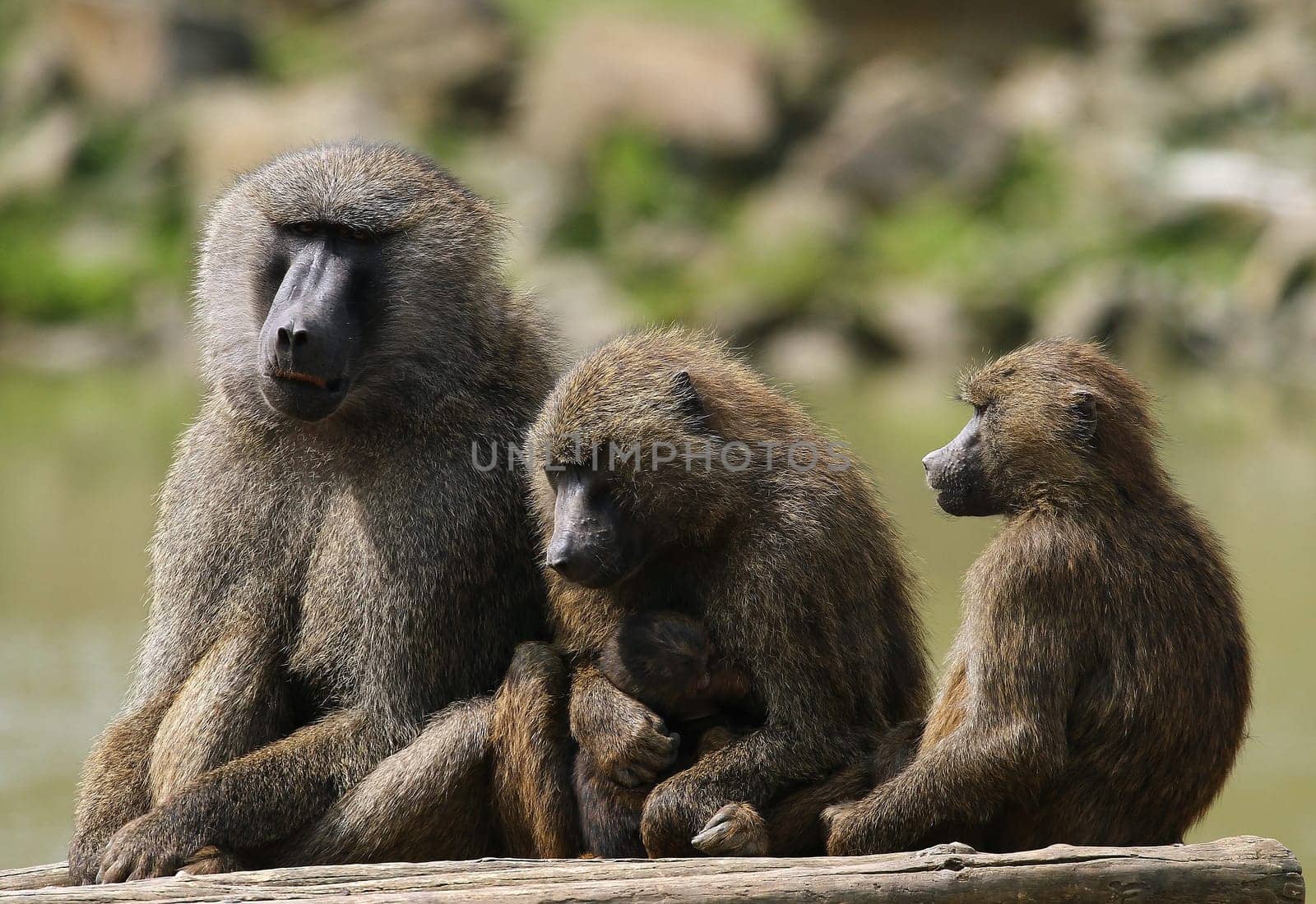 Baboon family