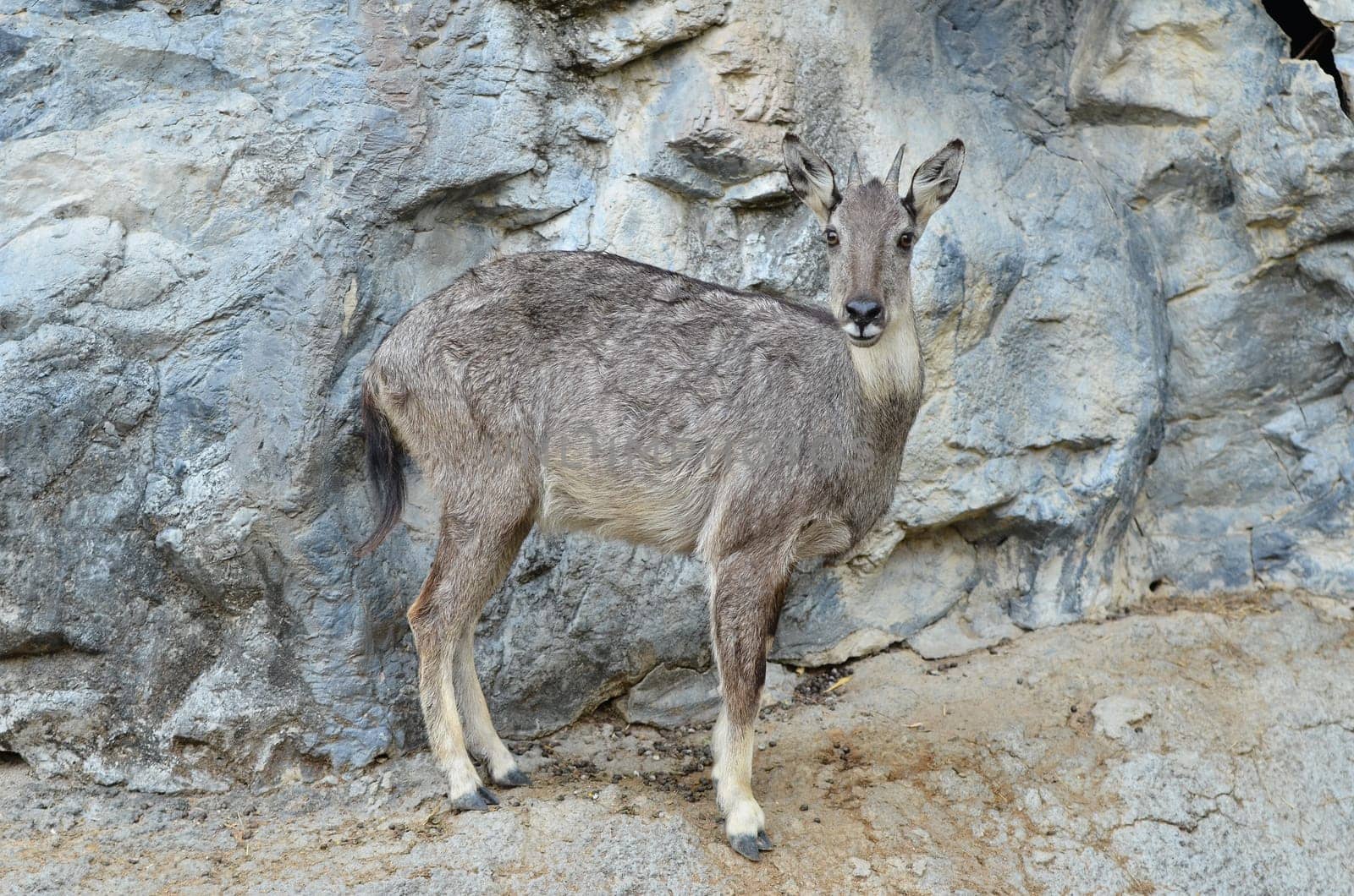 goral (Naemorhaedus griseus) standing on the rock