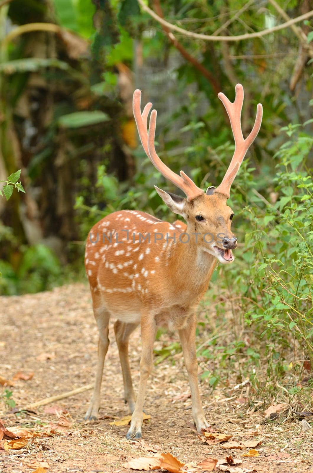 male sika deer in the forest