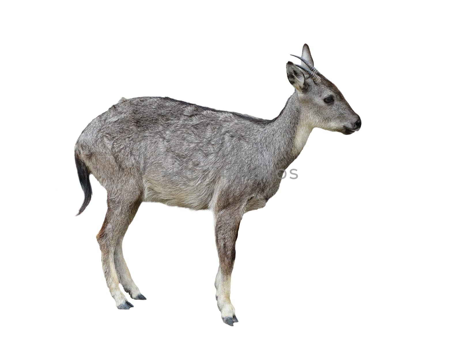 goral isolated on white background