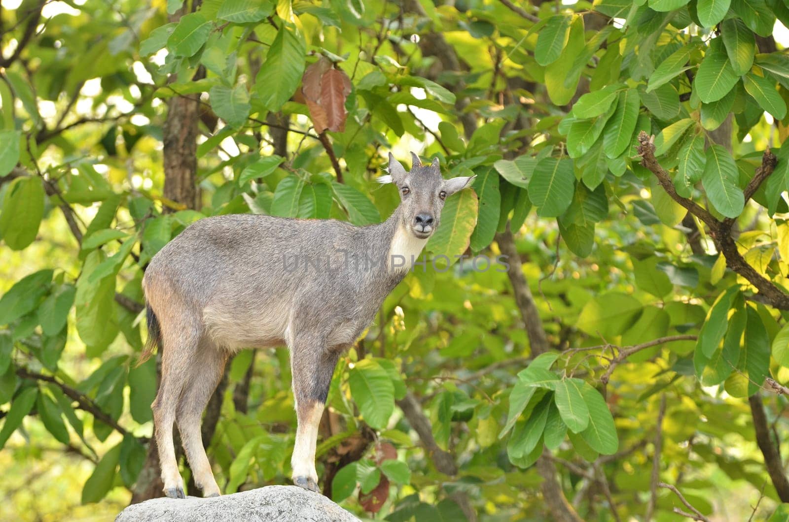 goral (Naemorhaedus griseus) standing on the rock