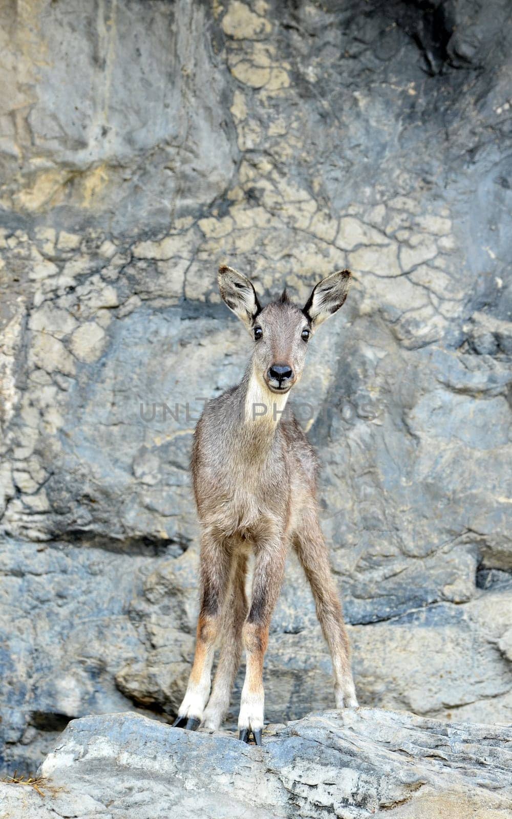 goral (Naemorhaedus griseus) standing on the rock