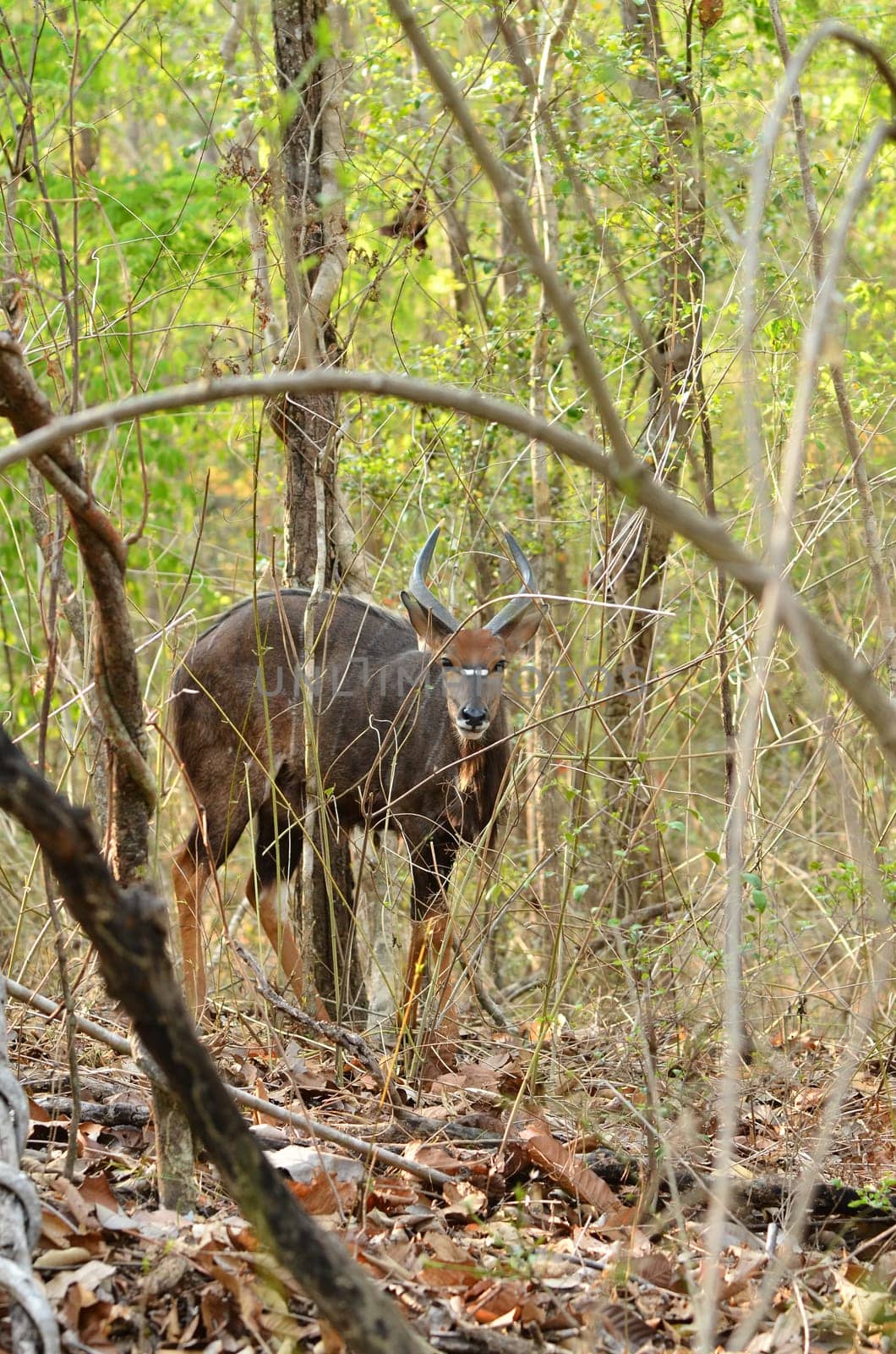 male nyala in the forest