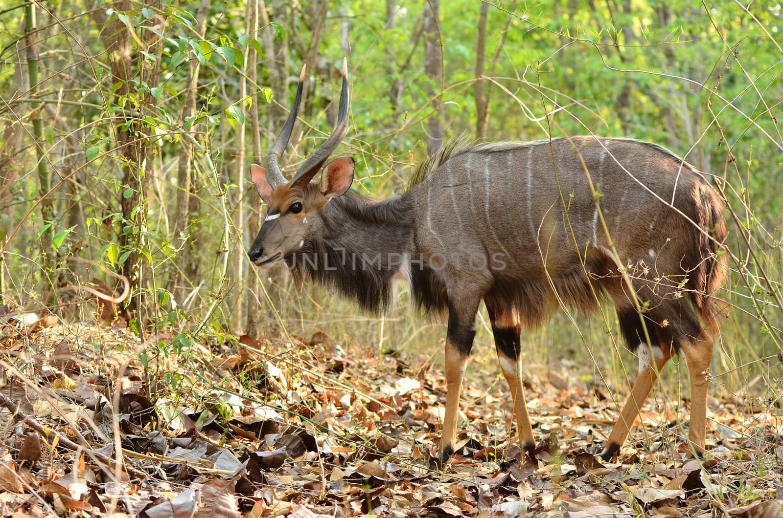 male nyala in the forest