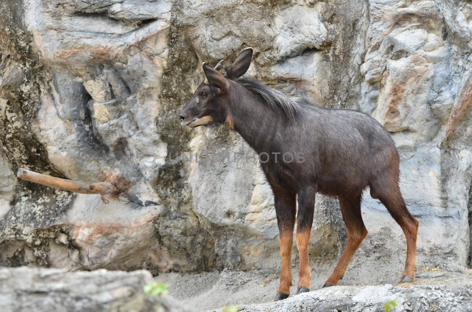 serow (Capricornis sumatraensis) stanging  on the rock