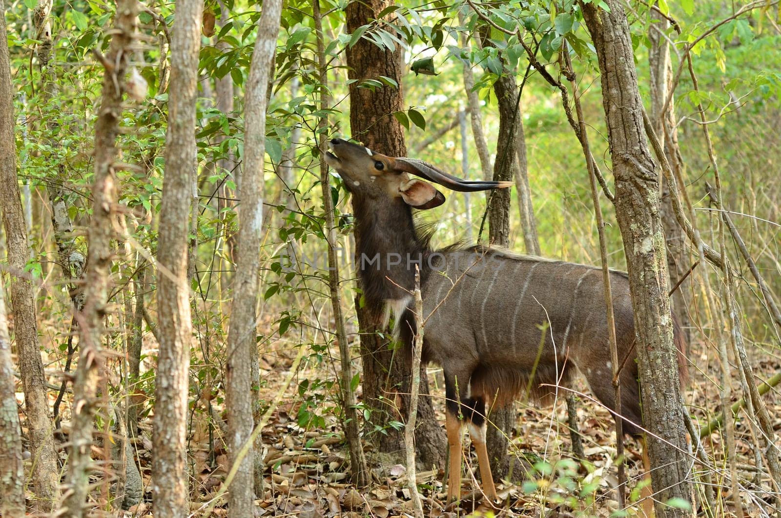 male nyala in the forest