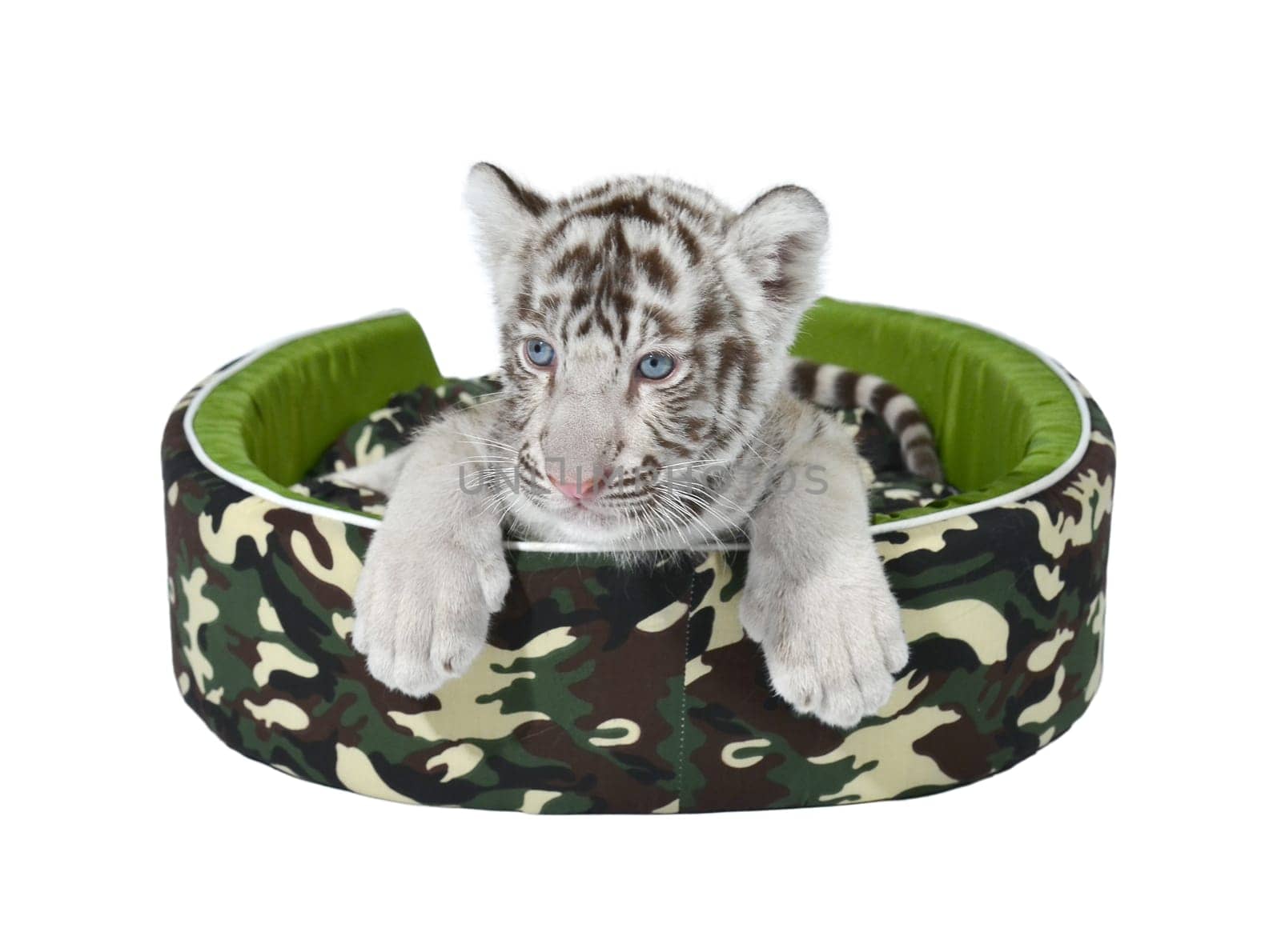 baby white tiger laying in a mattress isolated on white background