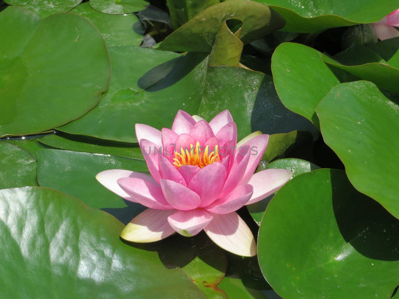 pink water lily - Nymphaea