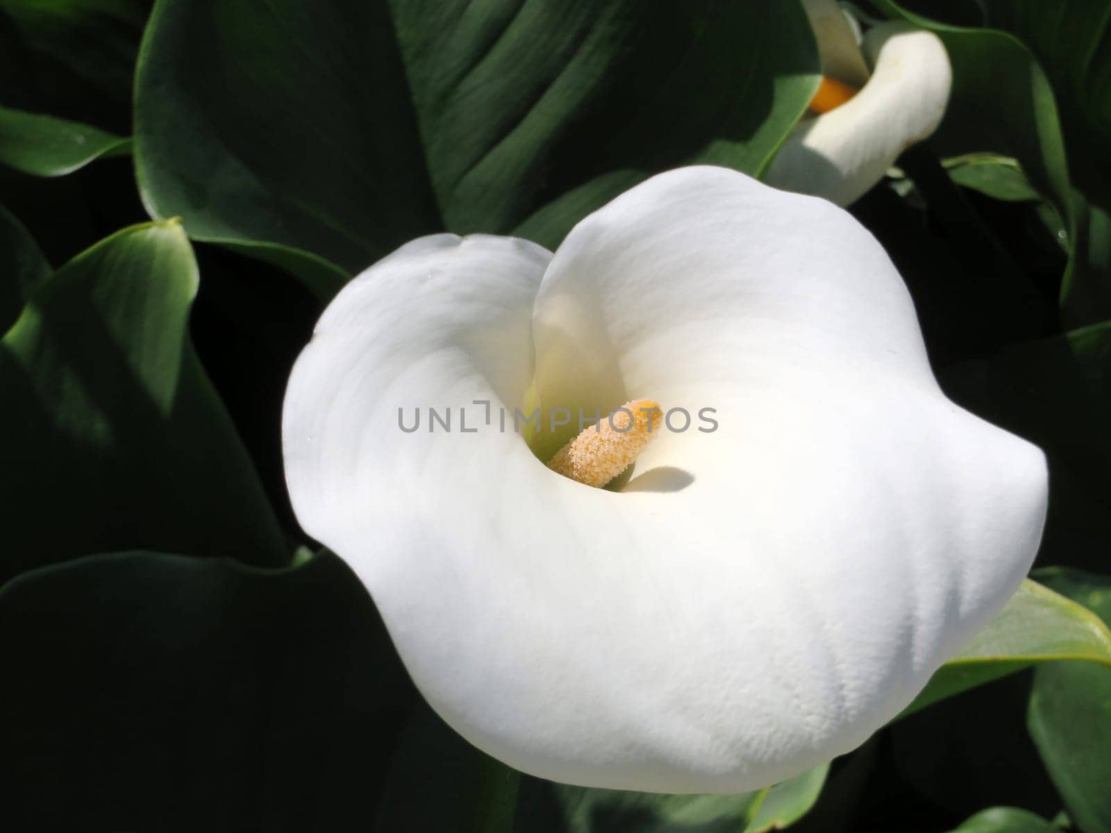 white Calla - Zantedeschia aethiopica childsiana