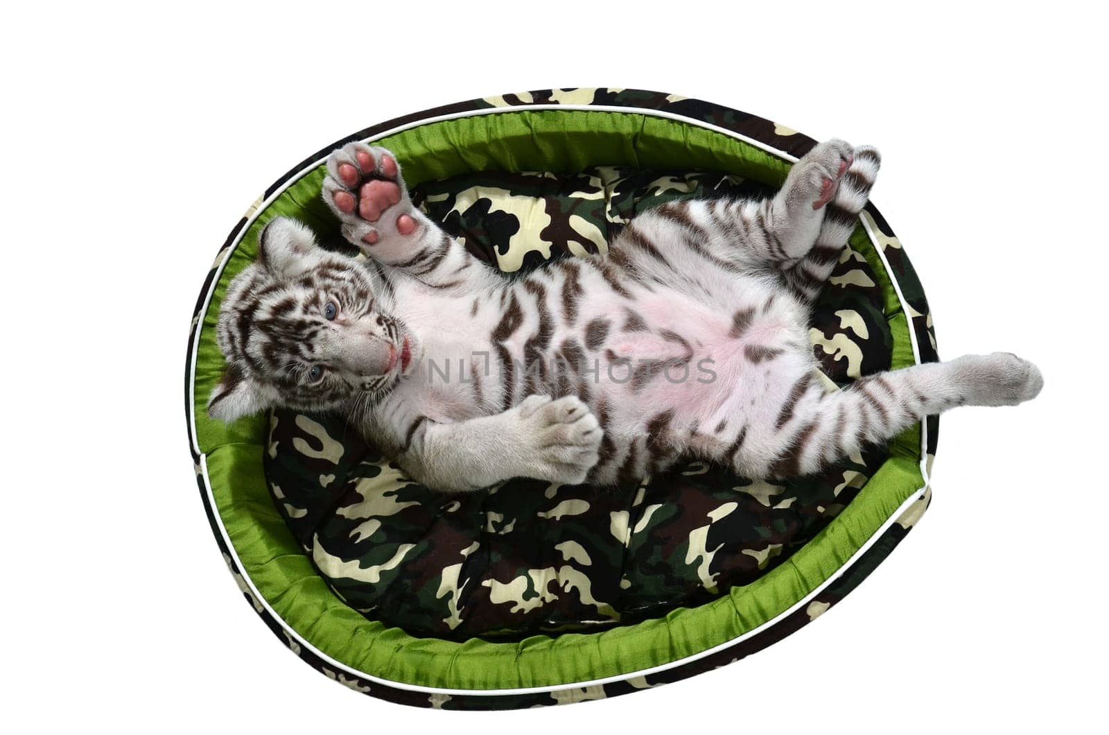 baby white tiger laying in a mattress isolated on white background