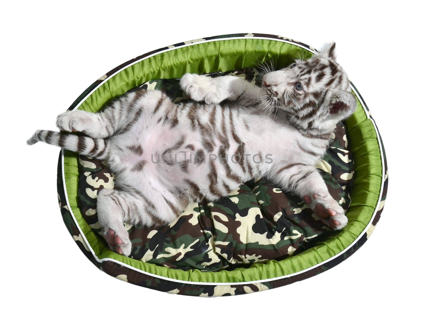 baby white tiger laying in a mattress isolated on white background