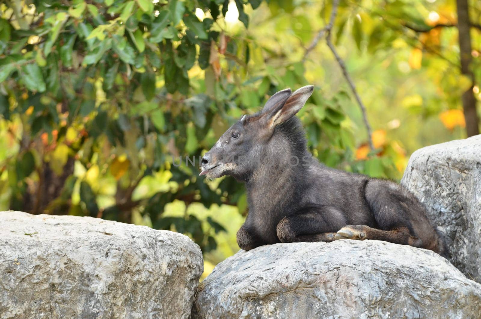 serow (Capricornis sumatraensis) lying on the rock