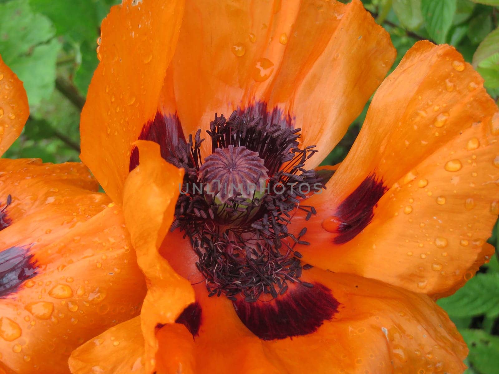 Turkish Poppy - Papaver orientale