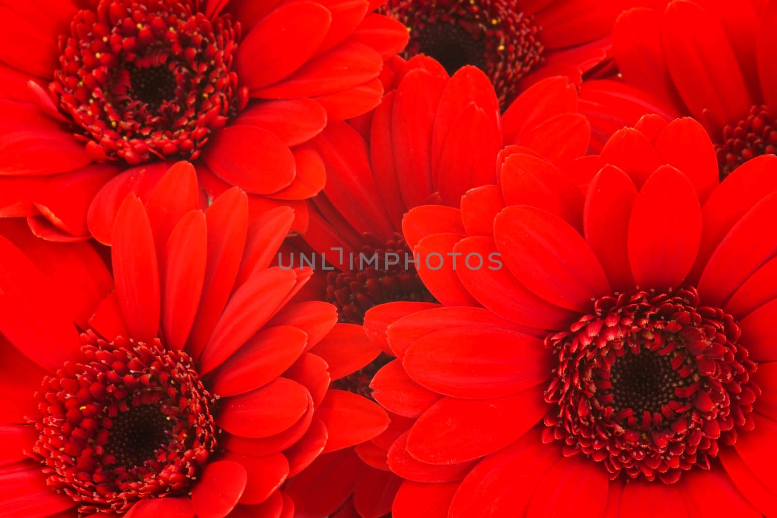 gerbera flowers