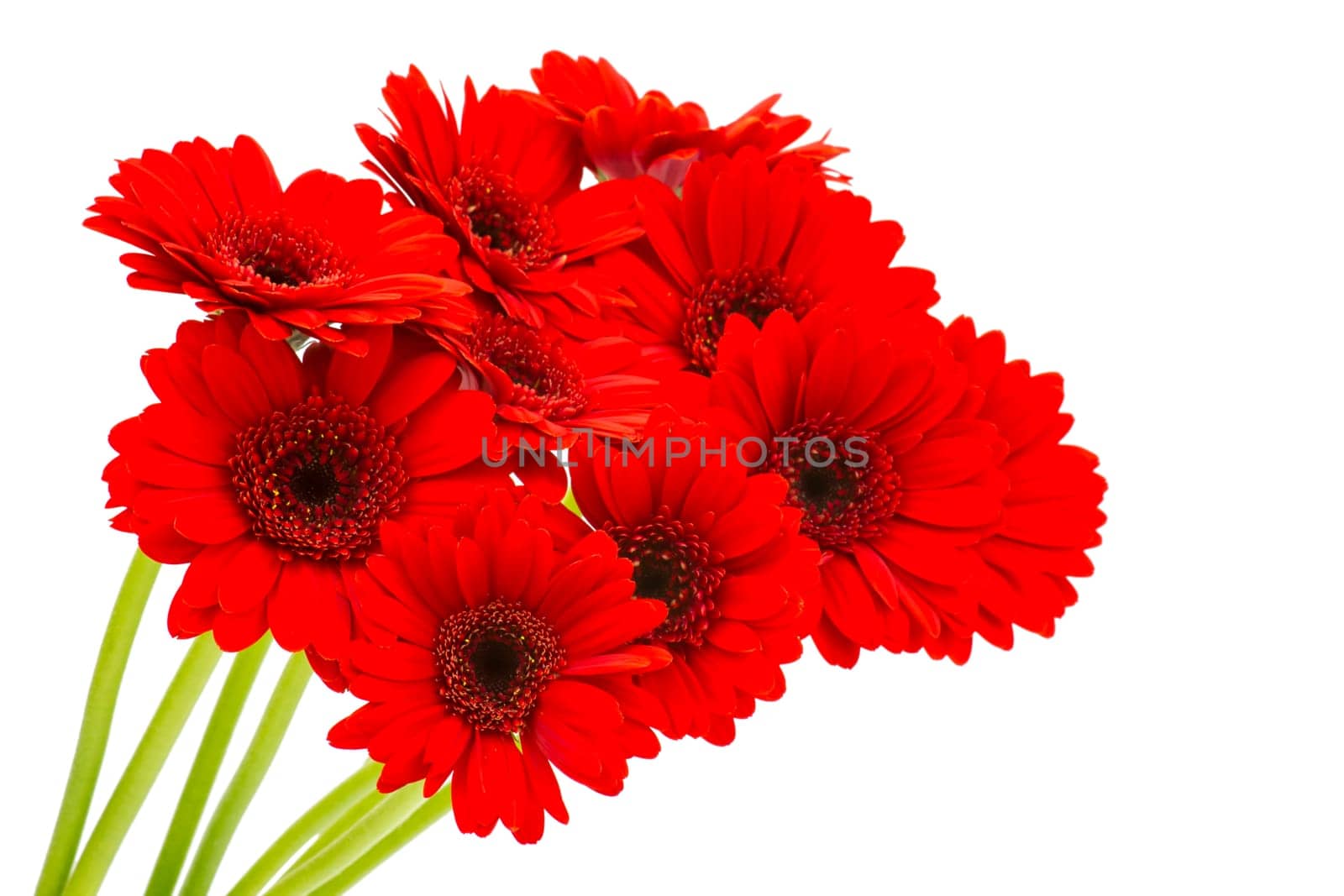 gerbera flowers