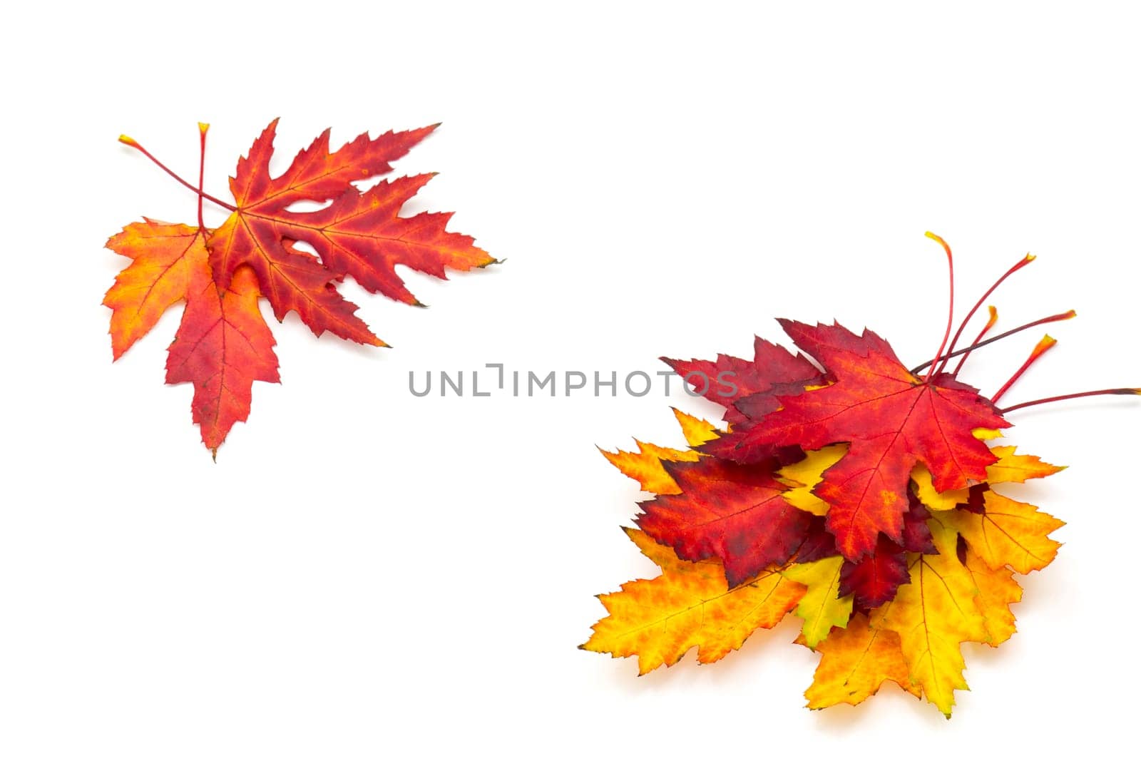 maple autumn leaves isolated on white