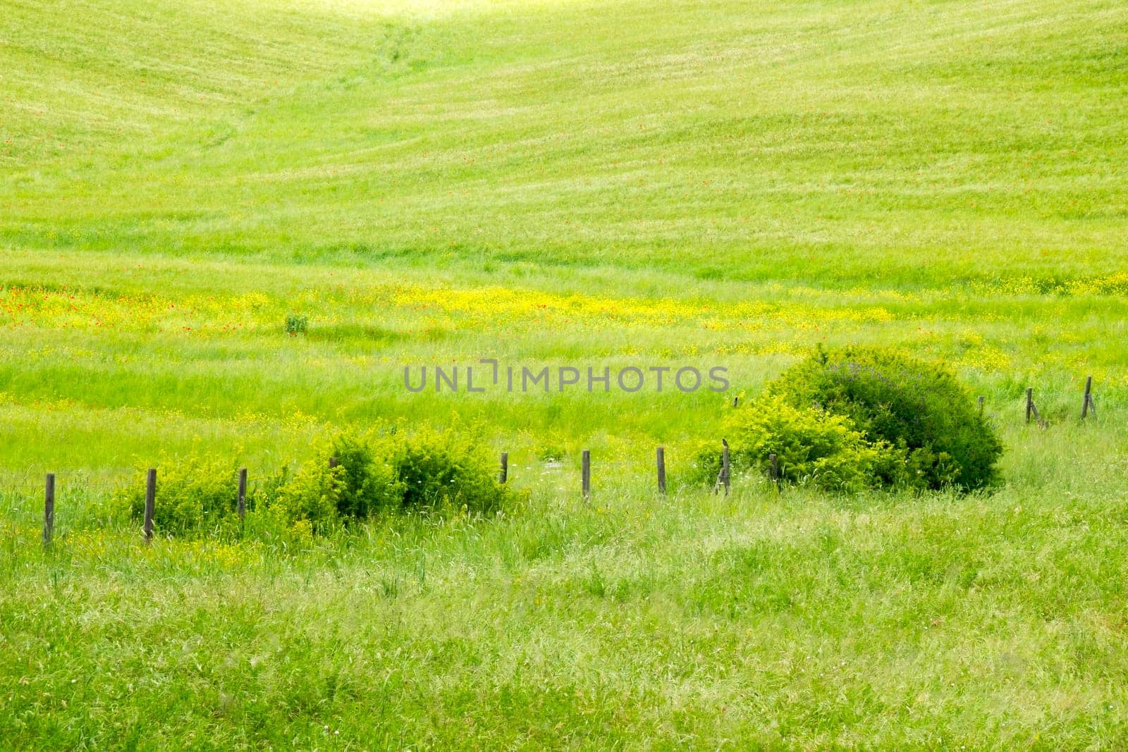 green corn field, Tuscany, Italy