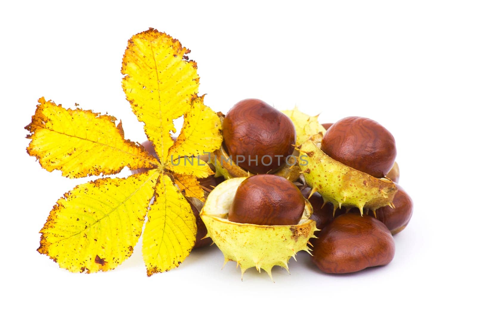chestnut and autumn leaf