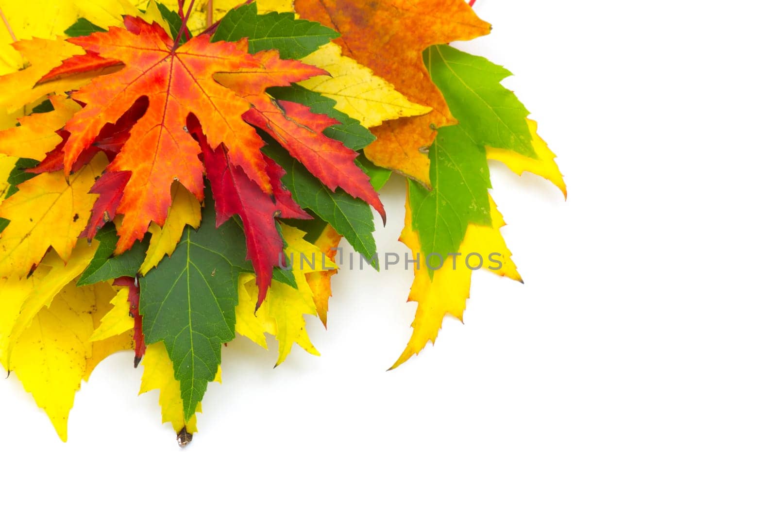 maple autumn leaves