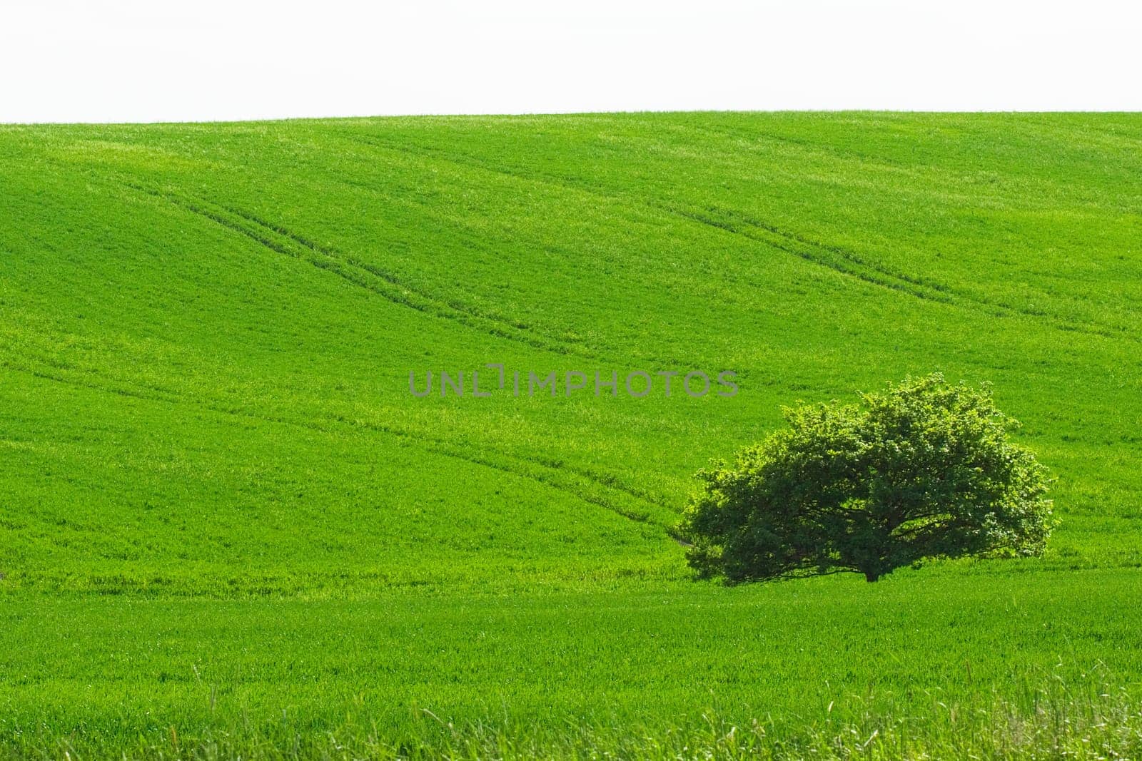 Small tree on field of green grass, nature landscape