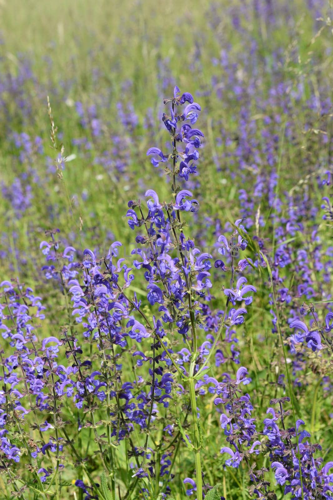 Meadow sage