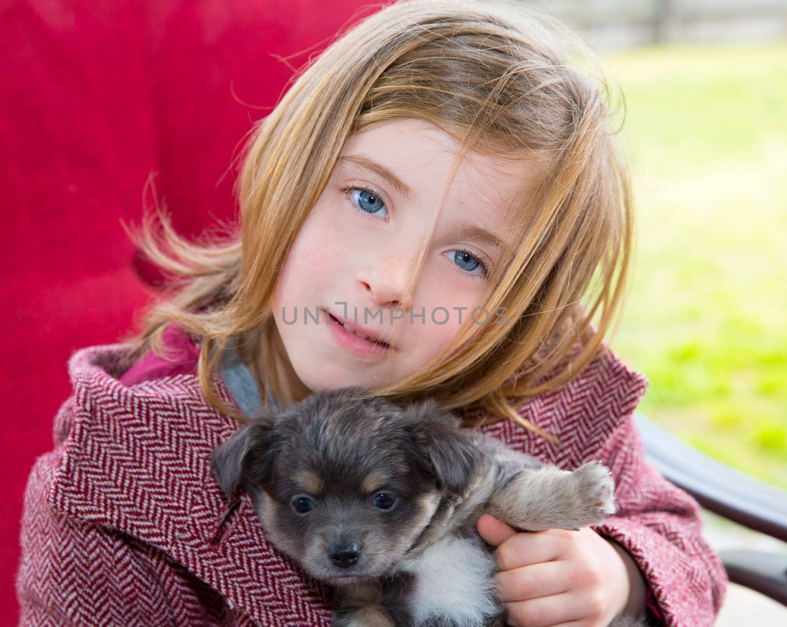 Blond girl hug a gray puppy chihuahua dog with winter coat