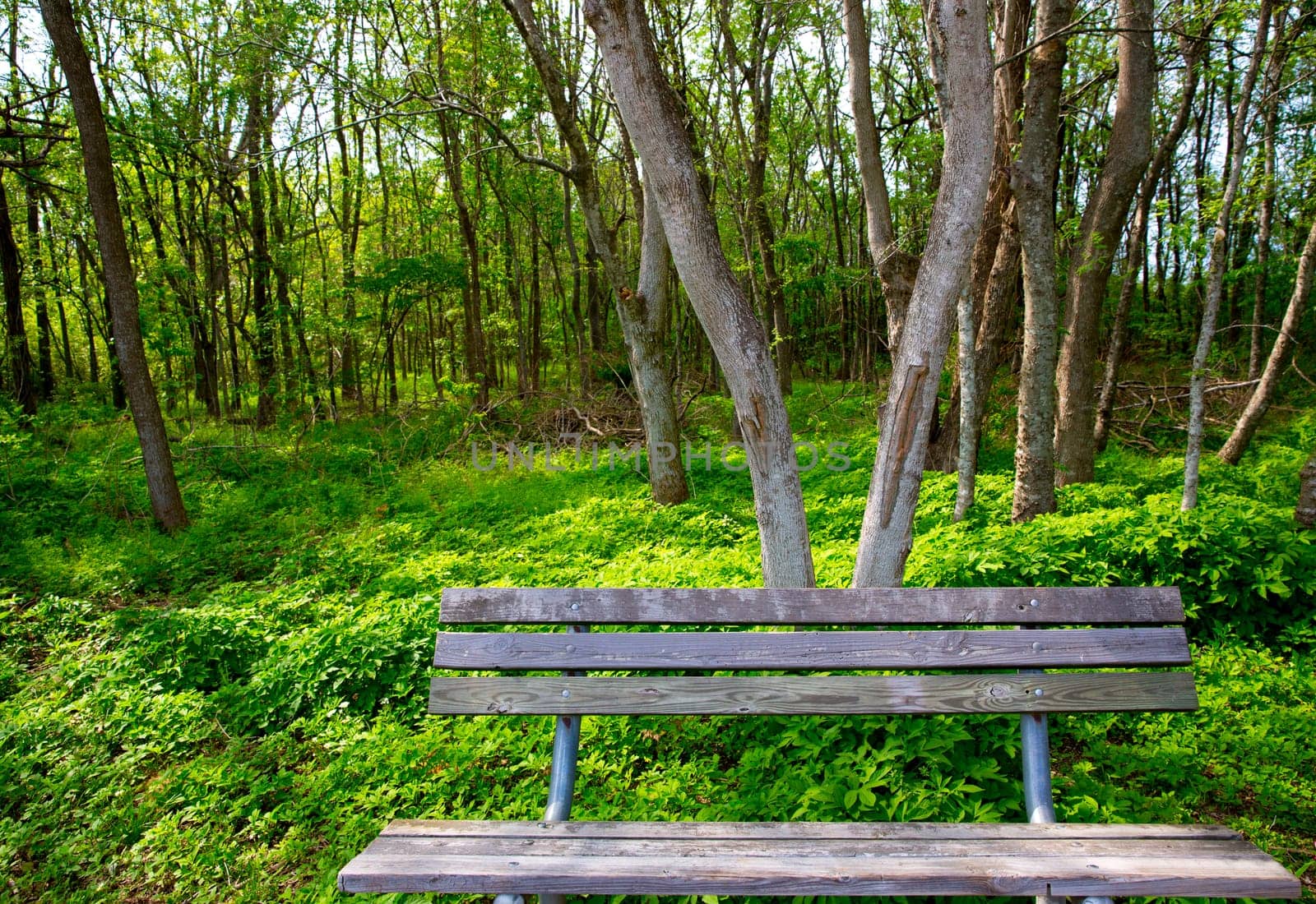 Lonely weathered bench at the jungle forest park outdoor in Texas