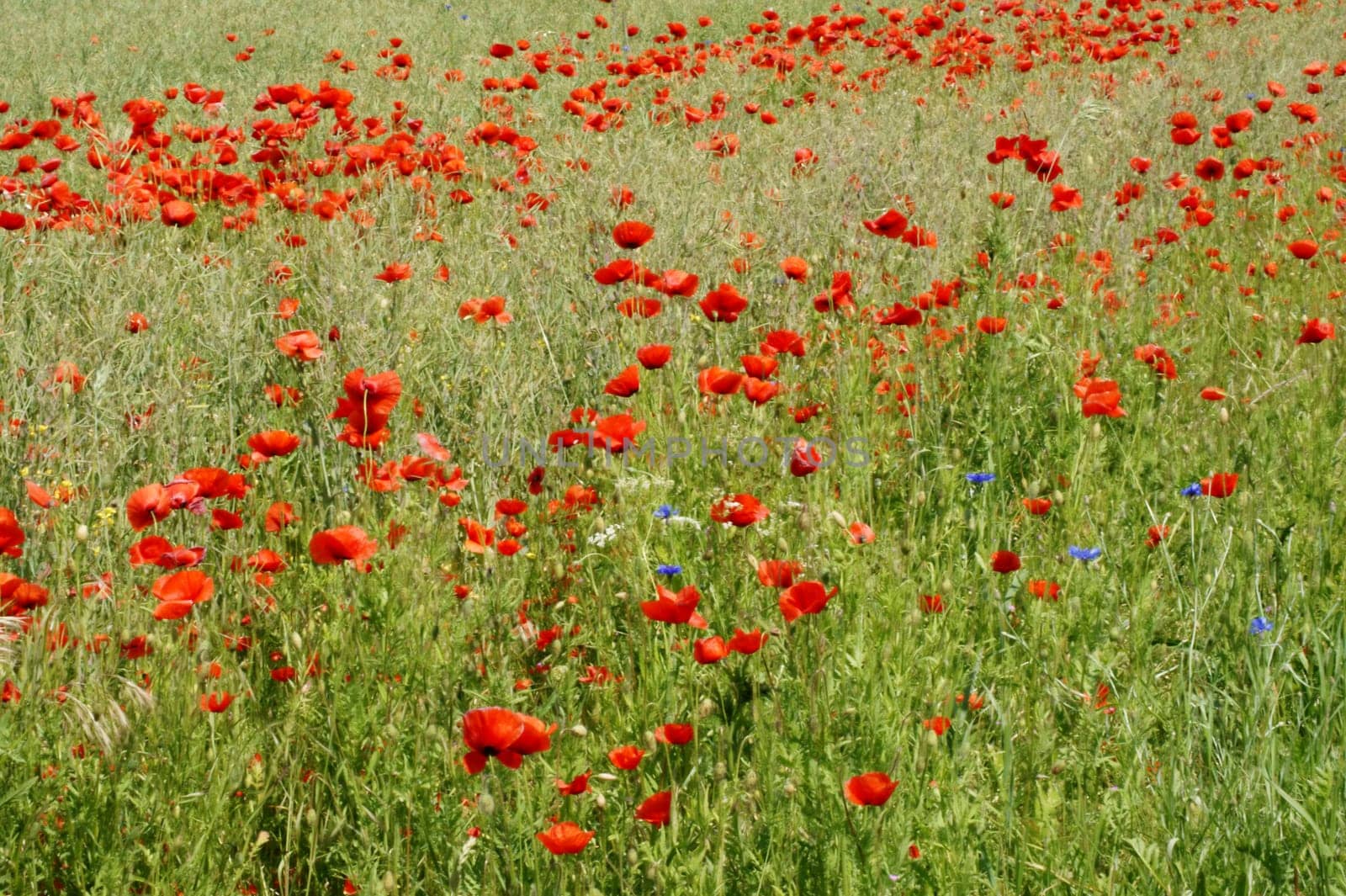 Stark rot leuchtende Mohnblüten und Kornblumen am Rand eines Feldes, inmitten von Gras.