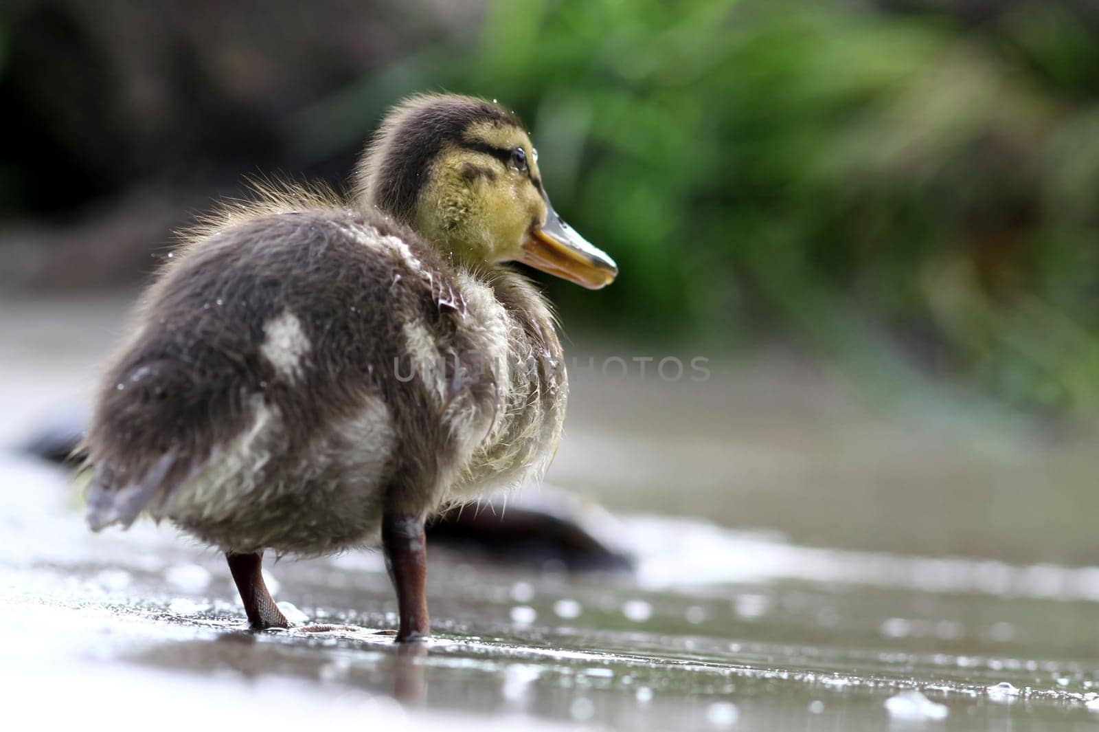 Mallard