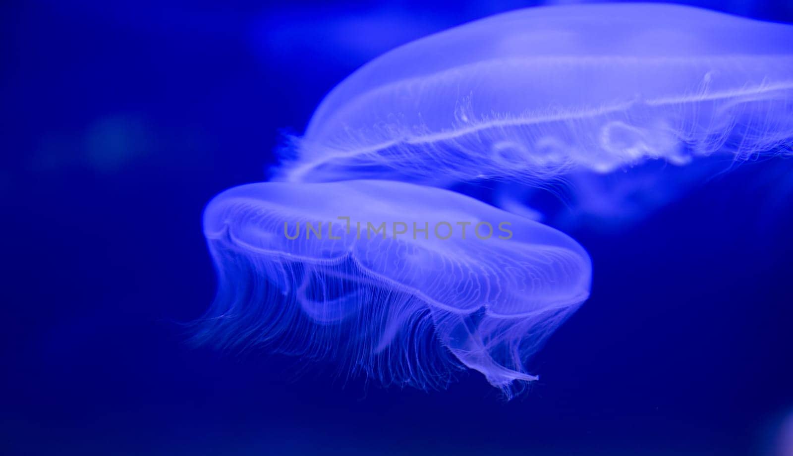 Aurelia Aurita Moon jellyfish white transparent in blue water